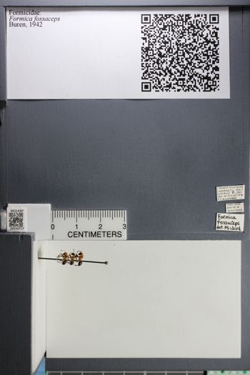 Media type: image;   Entomology 550717